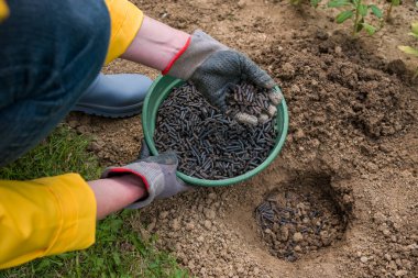 Toprağı ekime hazırlamak, sıkıştırılmış tavuk gübresiyle gübrelemek. Organik toprak gübresi. Çevre dostu bahçe işleri.. 