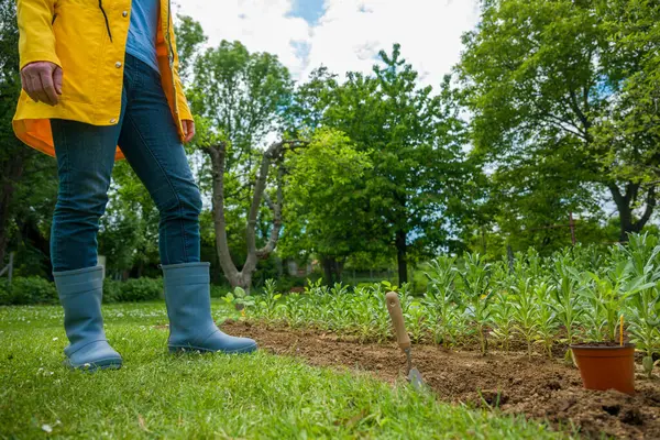Çiçek tarlasına yıldız çiçeği ekiyorum. Bahçesine önceden filizlenmiş yıldız çiçeği eken bir kadın..