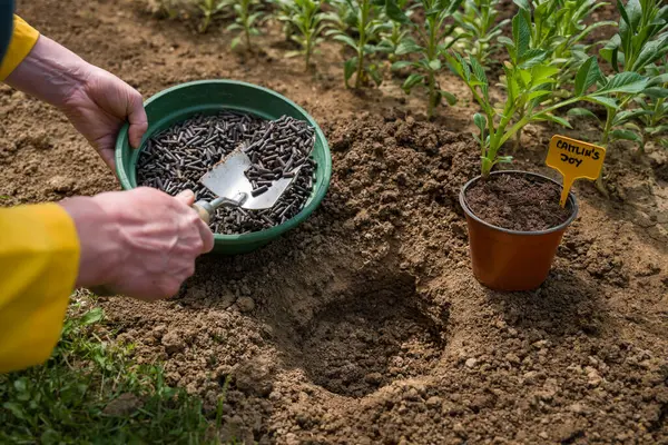 Toprağı ekime hazırlamak, sıkıştırılmış tavuk gübresiyle gübrelemek. Organik toprak gübresi. Çevre dostu bahçe işleri.. 