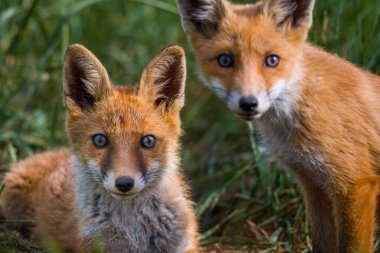 Kızıl tilki, vulpes vulpes vulpes. Vahşi doğada iki genç kızıl tilki portresi. 