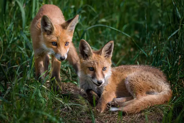 Kızıl tilki, vulpes vulpes vulpes. Vahşi doğada iki genç kızıl tilki portresi. 
