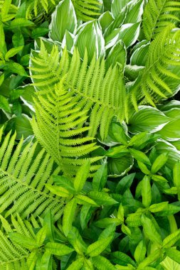 Yeşil süslemeli bahçe bitkileri. Eğreltiotu ve hosta yaprakları yaprakları..