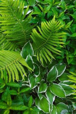 Yeşil süslemeli bahçe bitkileri. Eğreltiotu ve hosta yaprakları yaprakları..