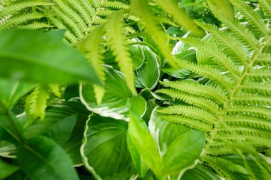 Yeşil süslemeli bahçe bitkileri. Eğreltiotu ve hosta yaprakları yaprakları..