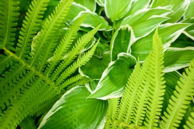 Yeşil süslemeli bahçe bitkileri. Eğreltiotu ve hosta yaprakları yaprakları..