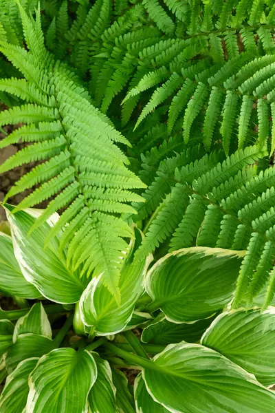 Yeşil süslemeli bahçe bitkileri. Eğreltiotu ve hosta yaprakları yaprakları..