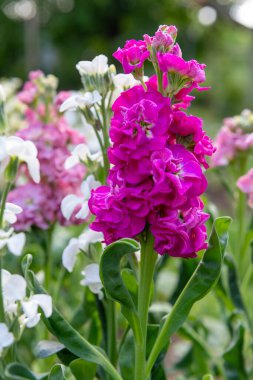 Matthiola incana, ya da yaygın olarak Stock olarak bilinir. Çok güzel rengarenk çift desenli çiçekler, yüksek kokulu olarak bilinir. Matthiola çiçek arkaplanı.