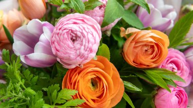 Bahar buketi. Güzel pastel renkli taze çiçek aranjmanı. Lalelerden ve açık havada çekilen ranuncululardan yapılmış doğum günü buketi.. 