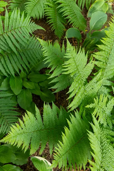 Yeşil süslemeli bahçe bitkileri. Eğreltiotu ve hosta yaprakları yaprakları..
