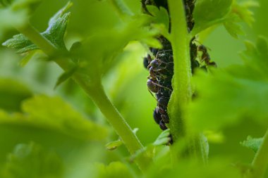 Aphid istilası. Yaprak bitleriyle ilgilenen karıncaların makro çekimi.