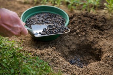 Toprağı ekime hazırlamak, sıkıştırılmış tavuk gübresiyle gübrelemek. Organik toprak gübresi. Çevre dostu bahçe işleri.. 