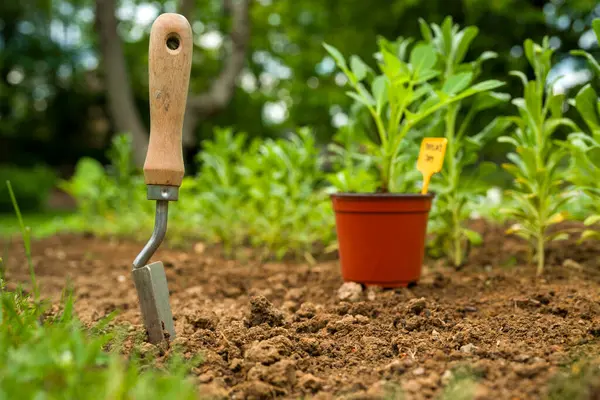 Çiçek tarlasına yıldız çiçeği ekiyorum. Çiçek tarlasına önceden filizlenmiş yıldız çiçekleri dikmek.. 