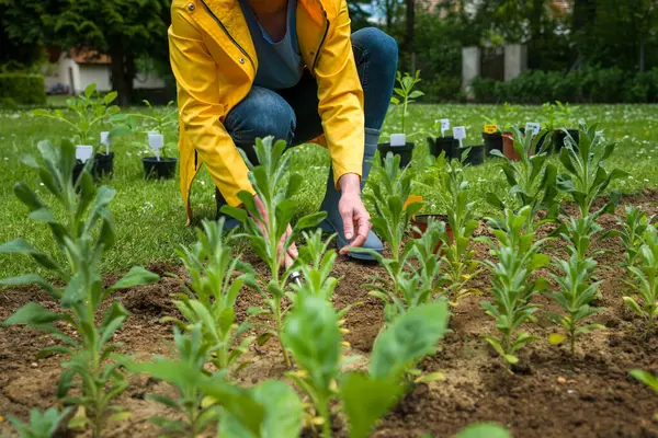 Çiçek tarlasına yıldız çiçeği ekiyorum. Bahçesine önceden filizlenmiş yıldız çiçeği eken bir kadın..