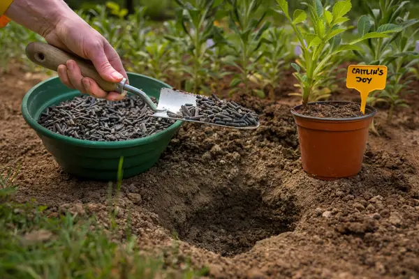 Toprağı ekime hazırlamak, sıkıştırılmış tavuk gübresiyle gübrelemek. Organik toprak gübresi. Çevre dostu bahçe işleri.. 