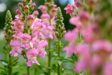 Güzel pastel pembe aslanağzı. Şipşak yakın çekim. Pembe aslanağzı çiçekleri arka planı kapatır.
