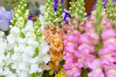Çeşitli renklerde taze kesilmiş aslanağzı çiçeklerini kapatın. Pastel renkli çiçekler koparır. Aslanağzı çiçek açıyor.. 