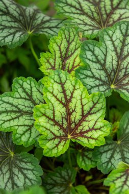 Heuchera yeşilliği yakın. Heuchera americana yeşil baharatı. Mercan çanları, alumroot..