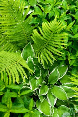 Yeşil süslemeli bahçe bitkileri. Eğreltiotu ve hosta yaprakları yaprakları..