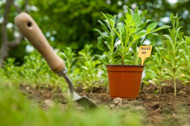 Çiçek tarlasına yıldız çiçeği ekiyorum. Çiçek tarlasına önceden filizlenmiş yıldız çiçekleri dikmek.. 