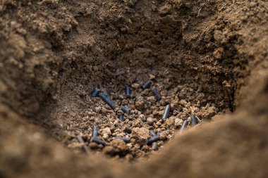 Organik toprak gübresi. Toprağı ekime hazırlamak, sıkıştırılmış tavuk gübresiyle gübrelemek. Çevre dostu bahçe işleri.. 