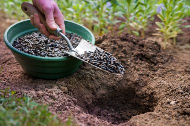 Toprağı ekime hazırlamak, sıkıştırılmış tavuk gübresiyle gübrelemek. Organik toprak gübresi. Çevre dostu bahçe işleri.. 