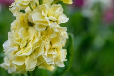 Matthiola incana, ya da yaygın olarak Stock olarak bilinir. Güzel krem sarısı çift desenli çiçekler, yüksek kokulu olarak bilinir. Matthiola çiçek arkaplanı.