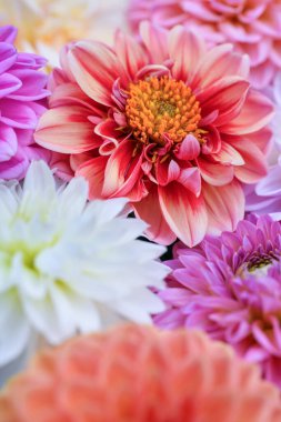 Pembe, mor, leylak ve beyaz yıldız çiçekleri. Pastel desenli yıldız çiçekleri kapanıyor. Çiçek duvar kağıdı