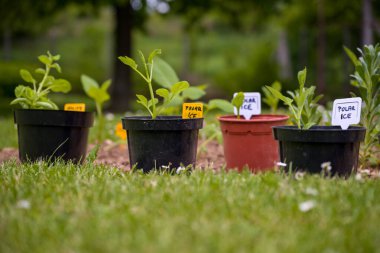 Saksıda yetişmiş yıldız çiçeği yumrusu. Çiçek tarlasına yıldız çiçeği ekiyorum. Daha önce filizlenmiş yıldız çiçeği tomurcukları ekme.