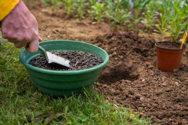 Toprağı ekime hazırlamak, sıkıştırılmış tavuk gübresiyle gübrelemek. Organik toprak gübresi. Çevre dostu bahçe işleri.. 