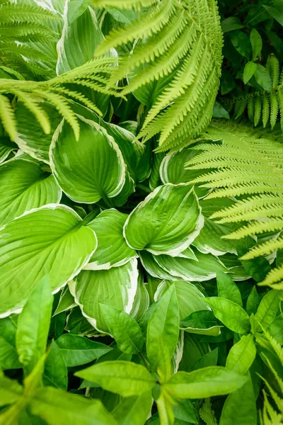 Yeşil süslemeli bahçe bitkileri. Eğreltiotu ve hosta yaprakları yaprakları..