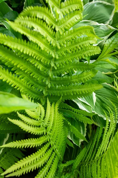 Eğreltiotu yaprakları. Yeşil süslemeli bahçe bitkileri.