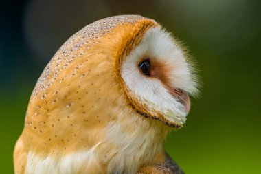 Ahır baykuşu. Tyto Alba 'nın vesikalığı yakın çekim. Görkemli ahır baykuşu portresi.