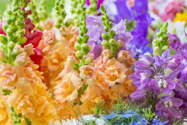 Taze kesilmiş pastel renkli bahar çiçeklerine yakın çekim. Güzel dezenyum, Canterbury çanları ve aslanağzı. Çiçek detay çekimi. 