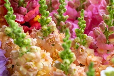 Çeşitli renklerde taze kesilmiş aslanağzı çiçeklerini kapatın. Pastel renkli çiçekler koparır. Aslanağzı çiçek açıyor.. 