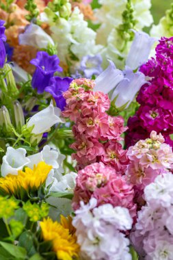 Taze kesilmiş bahar çiçeklerini çeşitli renklerde kapat. Güzel Matthiola ve ayçiçekleri. Çiçek detay çekimi. 