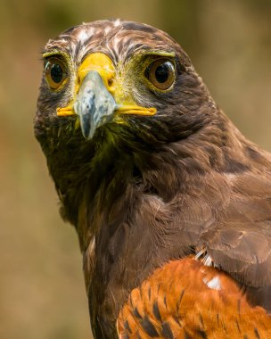 Harris hawk. Parabuteo unicinctus yakın çekim. Majestic Harris Hawk izole edilmiş portre.