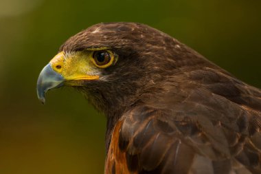 Harris hawk. Parabuteo unicinctus yakın çekim. Majestic Harris Hawk izole edilmiş portre.