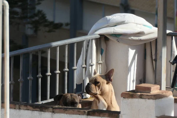 Dogs enjoying winter sun on roof terrace in Andalusian village