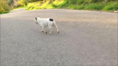 Endülüs kırsalında koşan Fransız bulldog. Güneşli bir kış gününde Endülüs kırsalında koşan küçük beyaz Fransız buldoğu.