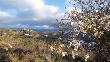 Almond tree in full bloom on hill overlooking valley in Andalusian winter sunshine