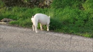 Endülüs kırsalında koşan Fransız bulldog. Güneşli bir kış gününde Endülüs kırsalında koşan küçük beyaz Fransız buldoğu.