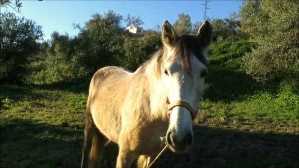Άλογο Δεμένο Ελαιώνας Στην Ύπαιθρο Της Alora — Αρχείο Βίντεο