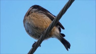 Bird on a wire. Coal tit singing from wire against blue clear Andalusian winter sky