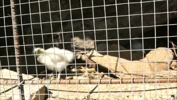 Jonge Onbekende Vogelkuikens Een Stevige Kooi Jonge Onbekende Vogelkuikens Een — Stockvideo
