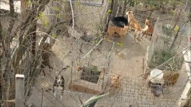 Dogs in kennel. Crowd of dogs in small confined kennel in urban Andalusia