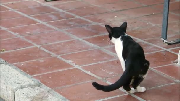 Black White Cat Prowling Black White Cat Investigating Surroundings Andalusian — Stock Video