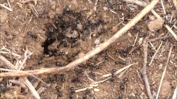 Ants Nest Entrance Ants Milling Great Speed Andalusian Summer Sun — Stock Video