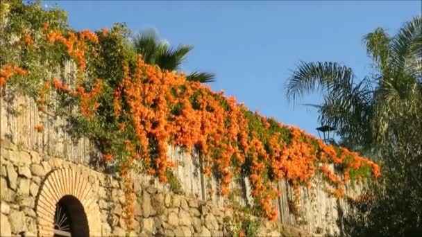Pomarańczowy Wiciokrzew Wysokiej Ścianie Ogrodu Klaster Pomarańczowego Wiciokrzewu Wysokiej Ścianie — Wideo stockowe
