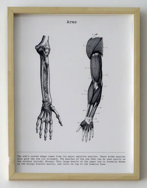 Detailní Anatomické Kresby Končetin Těla Namontované Stěnu — Stock fotografie
