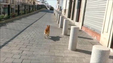 Korkmuş köpek yüzleşmeden kaçıyor. Korkmuş köpek Endülüs köyündeki çatışmadan kaçıyor.
